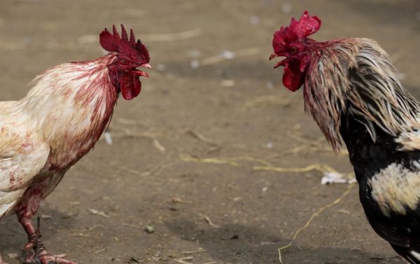 Rasakan Manfaat Bermain Judi Sabung Ayam Online