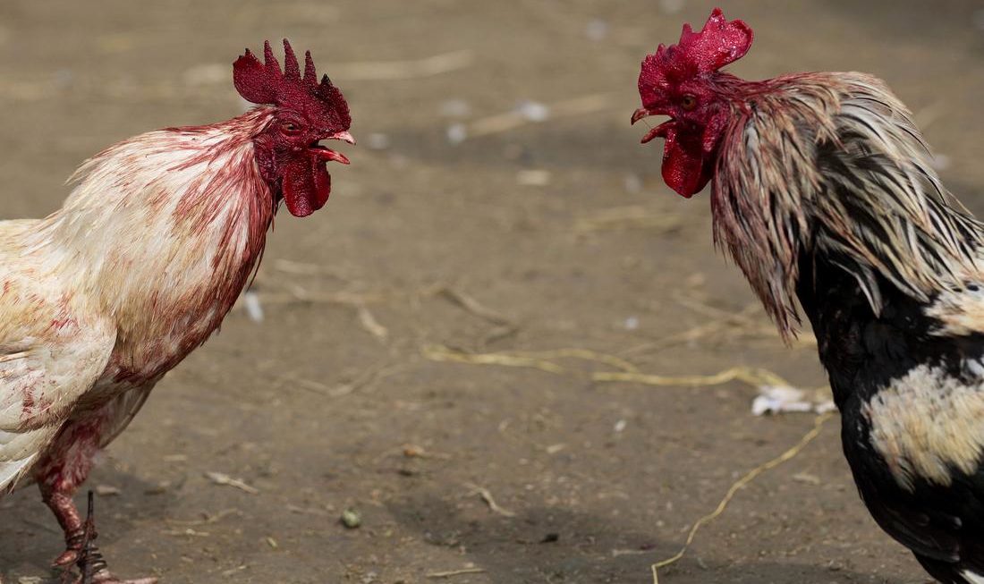 Makanan Yang Tepat Untuk Judi Sabung Ayam Di Situs S128