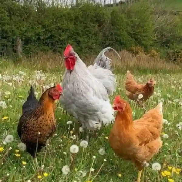 Suplemen dan Vitamin Terbaik untuk Ayam Broiler