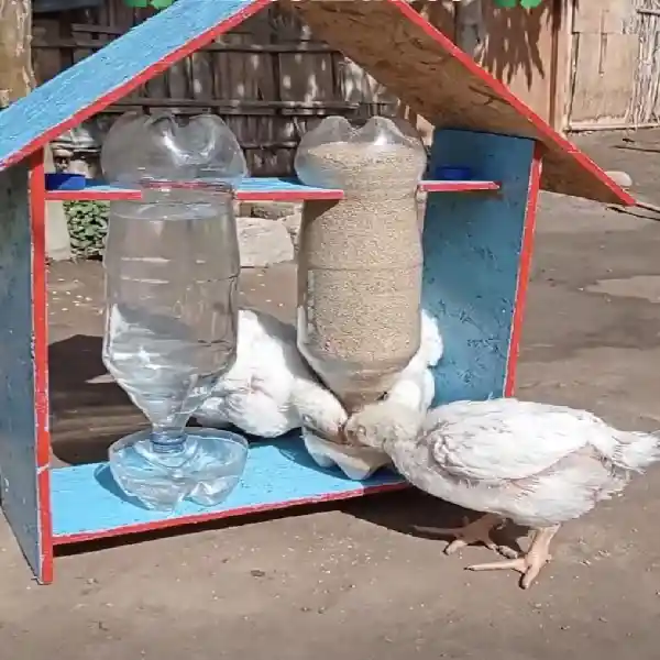 Cara Merawat Ayam agar Gemuk Sehat